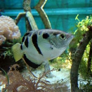 Fish Supplies Bundle